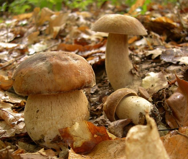 Poletni goban