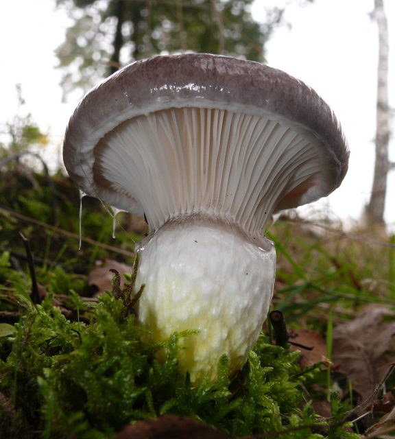 Veliki slinar