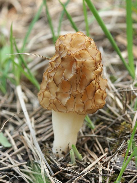 Užitni smrček (Mavrah)