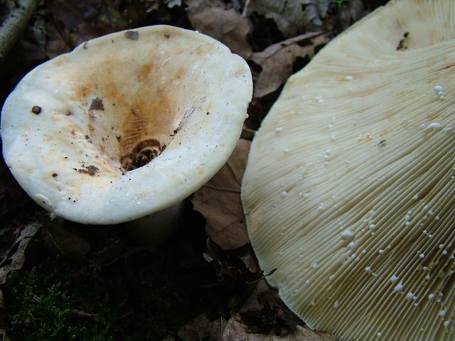 Polsteni mlečnik