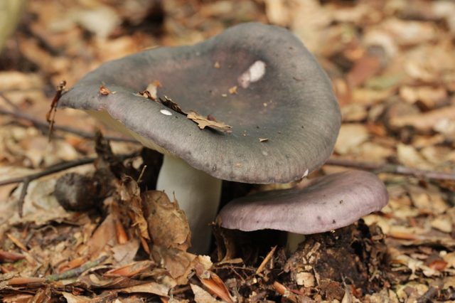 Modrikasta golobica