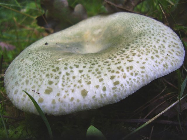 Zelena golobica