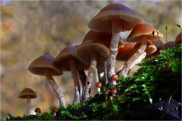 Strupena galerina