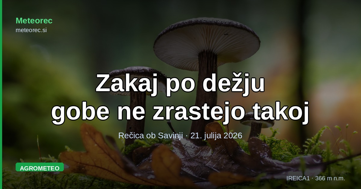 Zakaj po dežju gobe ne zrastejo takoj
